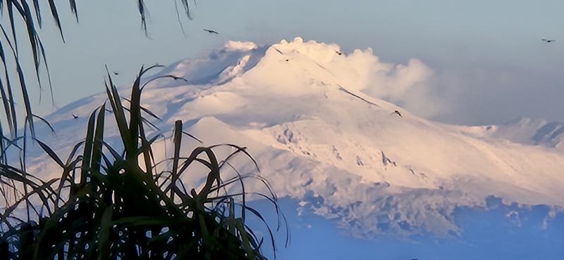 L'Etna innevato visto tra le palme